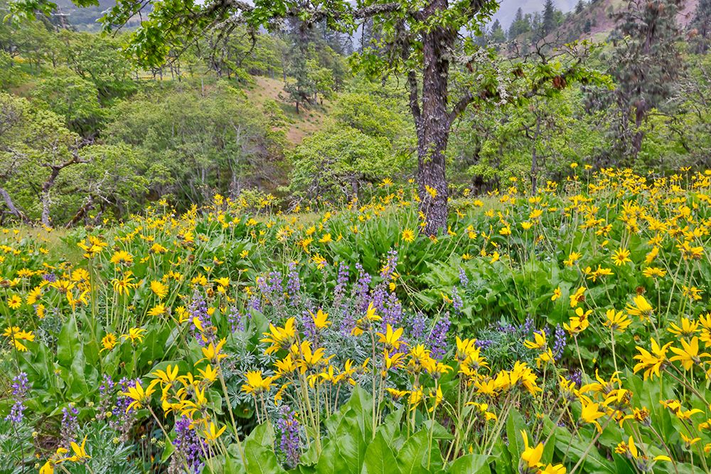 USA, Washington State, Lyle. Oak trees with balsamroot and lupine art print by Darrell Gulin for $57.95 CAD