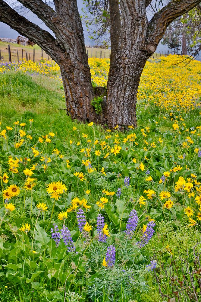 USA, Washington State, Lyle. Oak trees with balsamroot and lupine art print by Darrell Gulin for $57.95 CAD