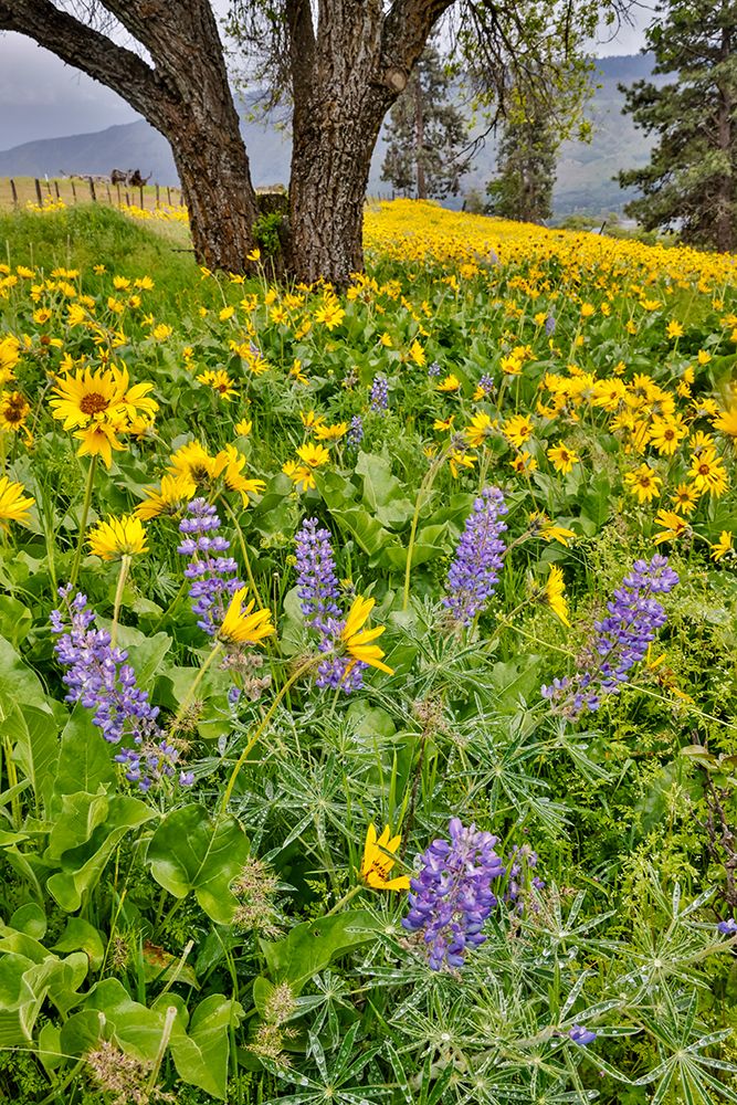 USA, Washington State, Lyle. Oak trees with balsamroot and lupine art print by Darrell Gulin for $57.95 CAD