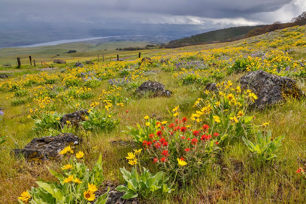 USA, Washington State. Columbia Hills State Park with balsamroot and Indian Paint Brush art print by Darrell Gulin for $57.95 CAD
