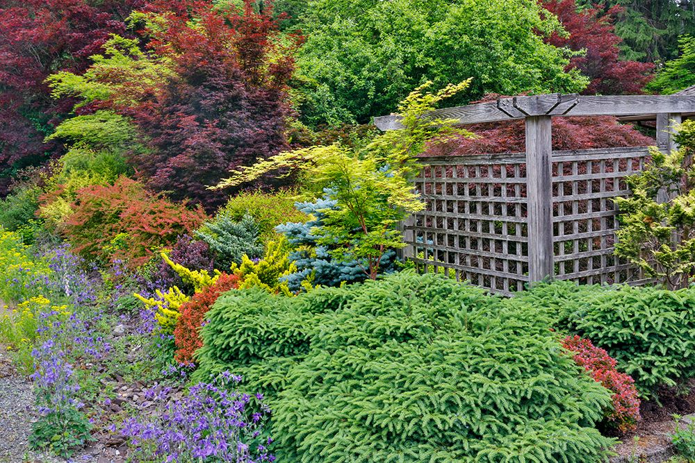 USA, Washington State, Sammamish. Garden in springtimewith evergreens, Japanese maple and barberry art print by Darrell Gulin for $57.95 CAD