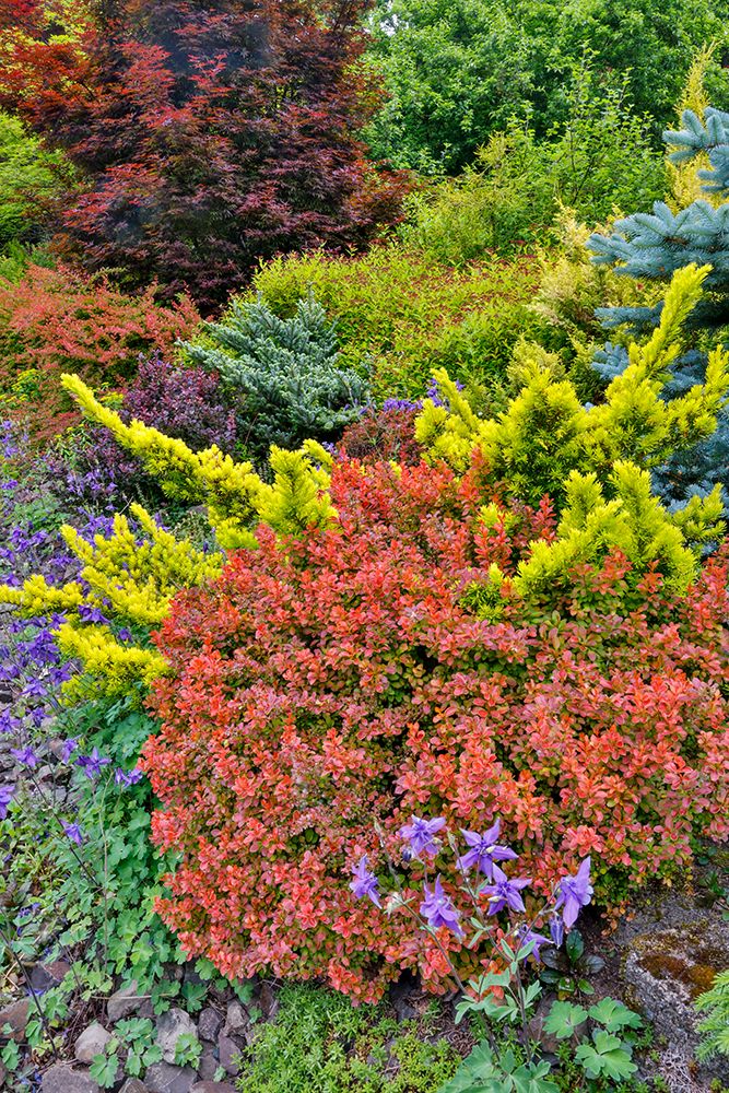 USA, Washington State, Sammamish. Garden in springtimewith evergreens, Japanese maple and barberry art print by Darrell Gulin for $57.95 CAD