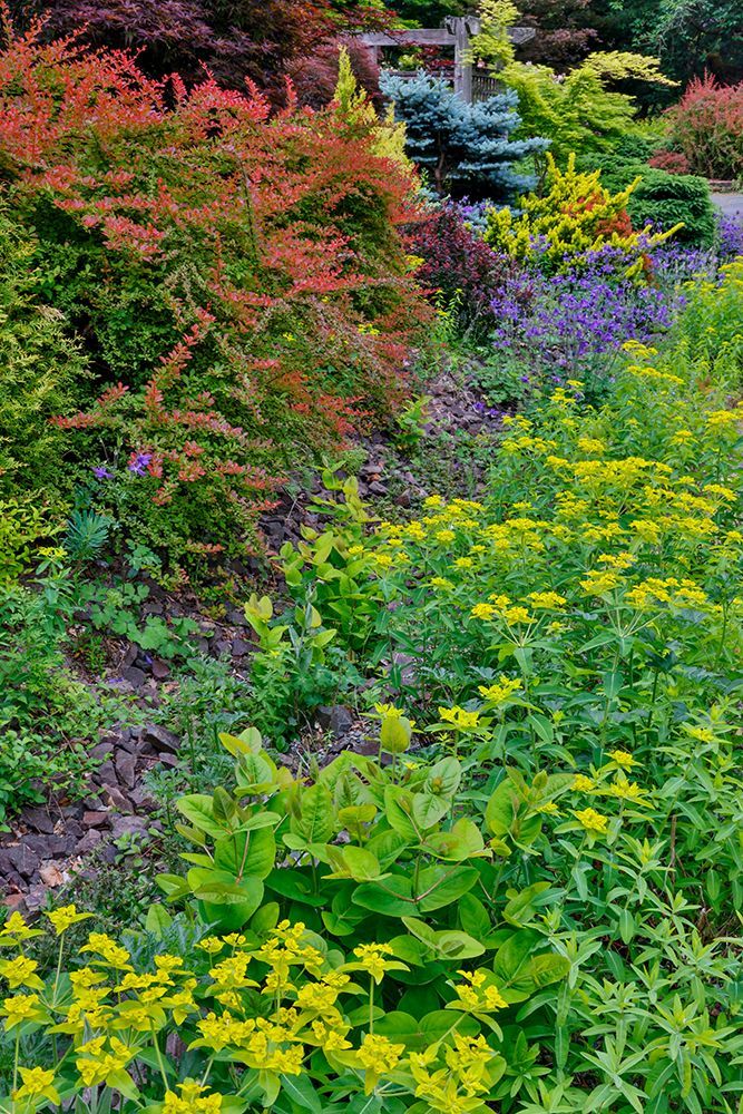 USA, Washington State, Sammamish. Garden in springtimewith evergreens, Japanese maple and barberry art print by Darrell Gulin for $57.95 CAD