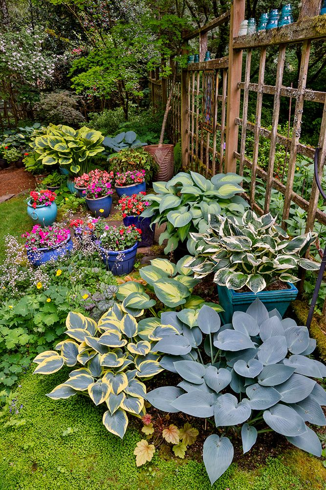 USA, Washington State, Sammamish. Garden with hosta and impatiens in late spring time bloom art print by Darrell Gulin for $57.95 CAD