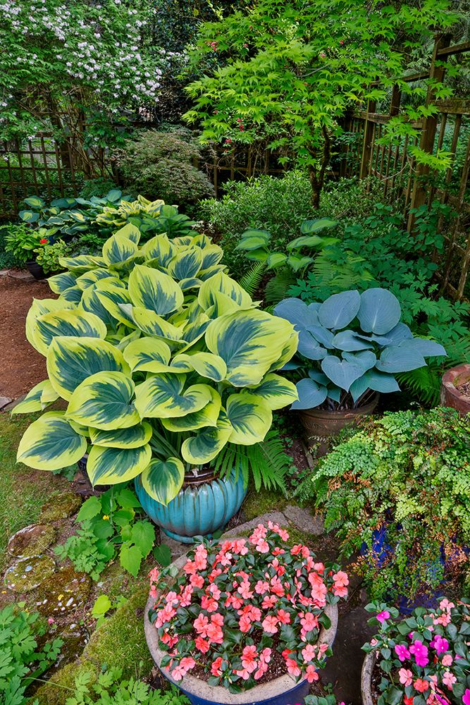 USA, Washington State, Sammamish. Garden with hosta and impatiens in late spring time bloom art print by Darrell Gulin for $57.95 CAD