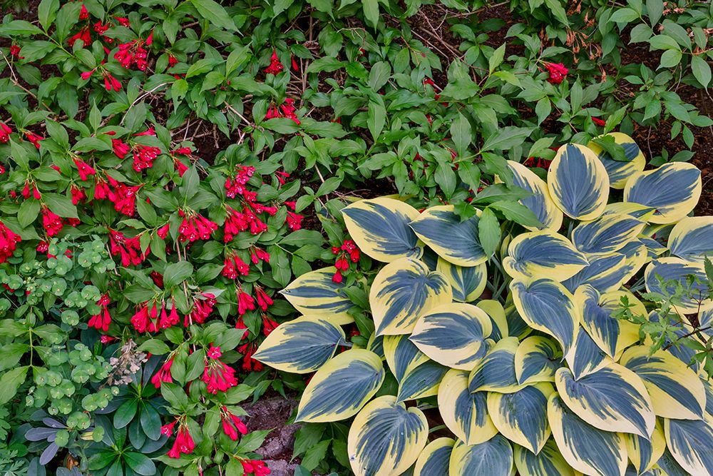 USA, Washington State, Sammamish. Growing hosta in garden art print by Darrell Gulin for $57.95 CAD