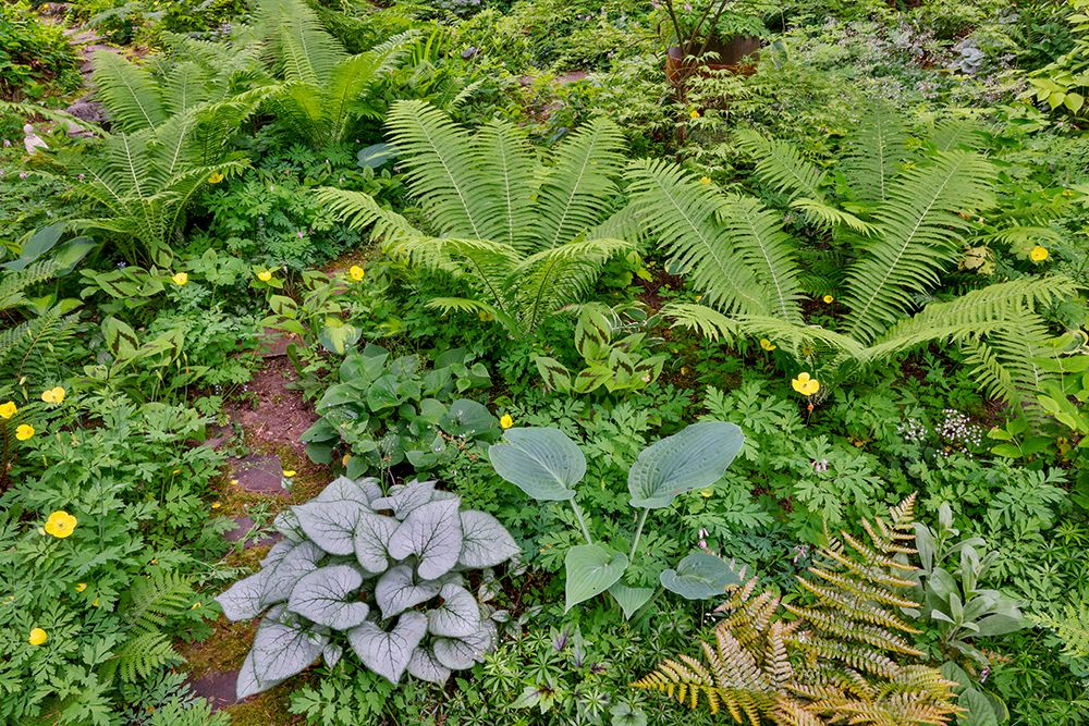 USA, Washington State, Sammamish. Growing hosta in garden art print by Darrell Gulin for $57.95 CAD