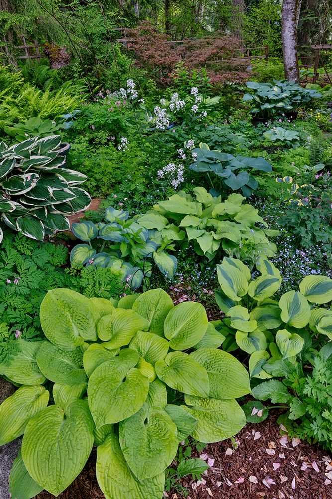 USA, Washington State, Sammamish. Growing hosta in garden art print by Darrell Gulin for $57.95 CAD
