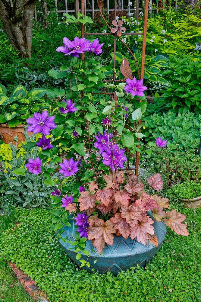 USA, Washington State, Sammamish. Clematis growing in pots in garden art print by Darrell Gulin for $57.95 CAD