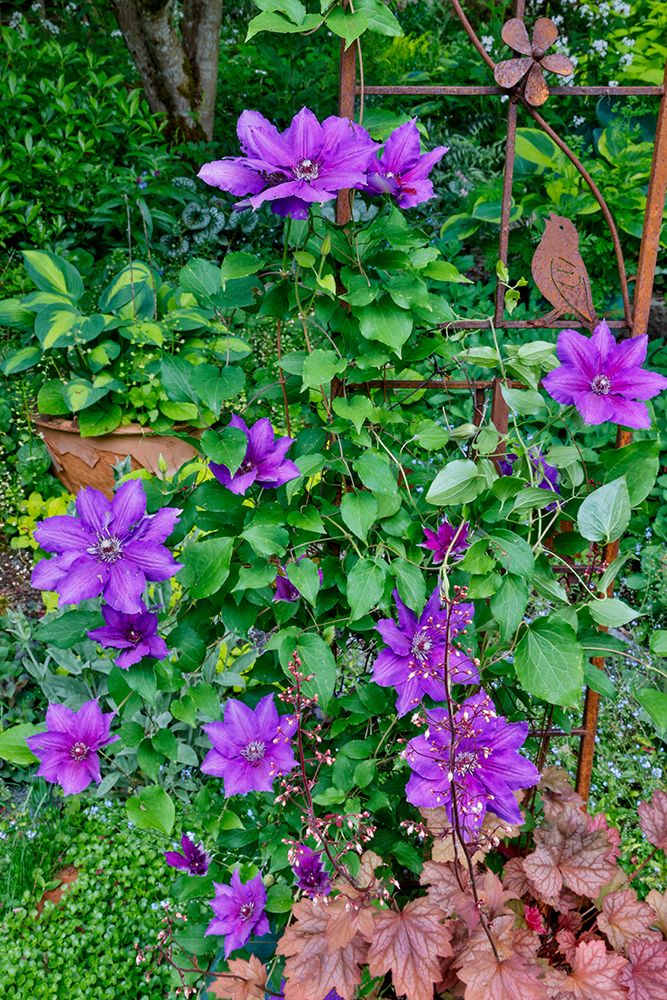 USA, Washington State, Sammamish. Clematis growing in pots in garden art print by Darrell Gulin for $57.95 CAD
