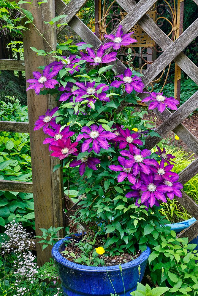USA, Washington State, Sammamish. Clematis growing in pots in garden art print by Darrell Gulin for $57.95 CAD