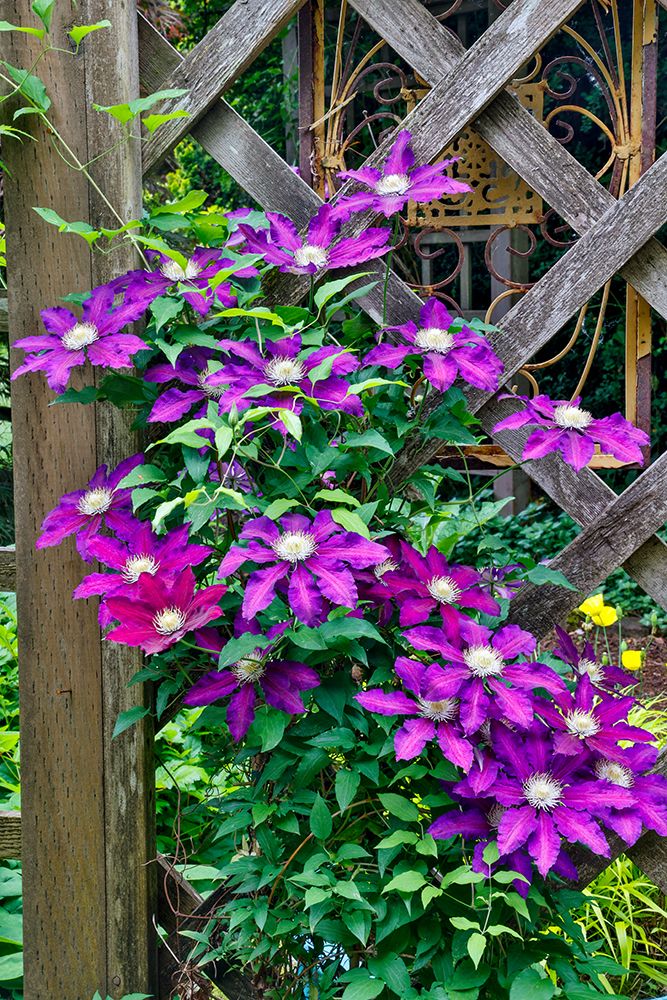 USA, Washington State, Sammamish. Clematis growing in pots in garden art print by Darrell Gulin for $57.95 CAD