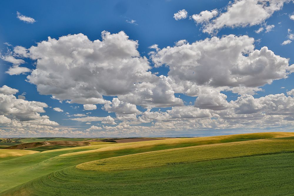 USA, Washington State, Palouse. Rolling hills with winter and spring wheat art print by Darrell Gulin for $57.95 CAD