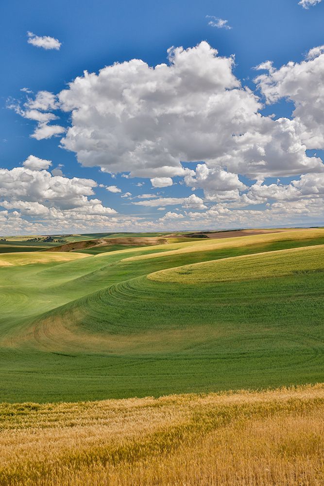 USA, Washington State, Palouse. Rolling hills with winter and spring wheat art print by Darrell Gulin for $57.95 CAD
