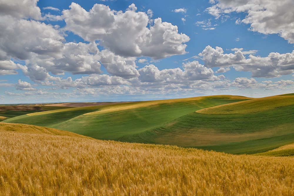 USA, Washington State, Palouse. Rolling hills with winter and spring wheat art print by Darrell Gulin for $57.95 CAD