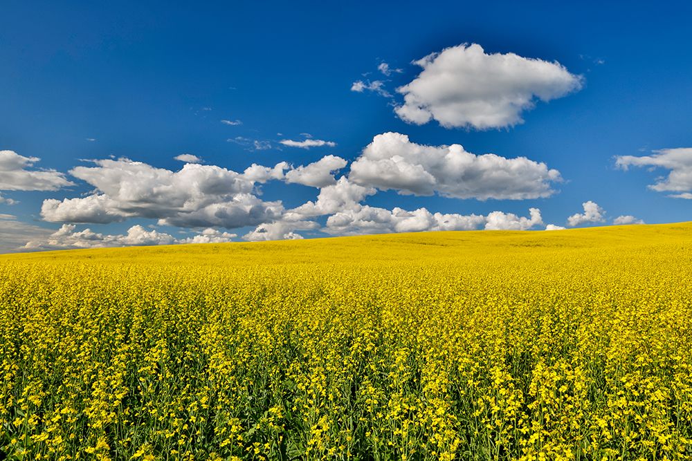 USA, Washington State, Palouse. Canola fields art print by Darrell Gulin for $57.95 CAD