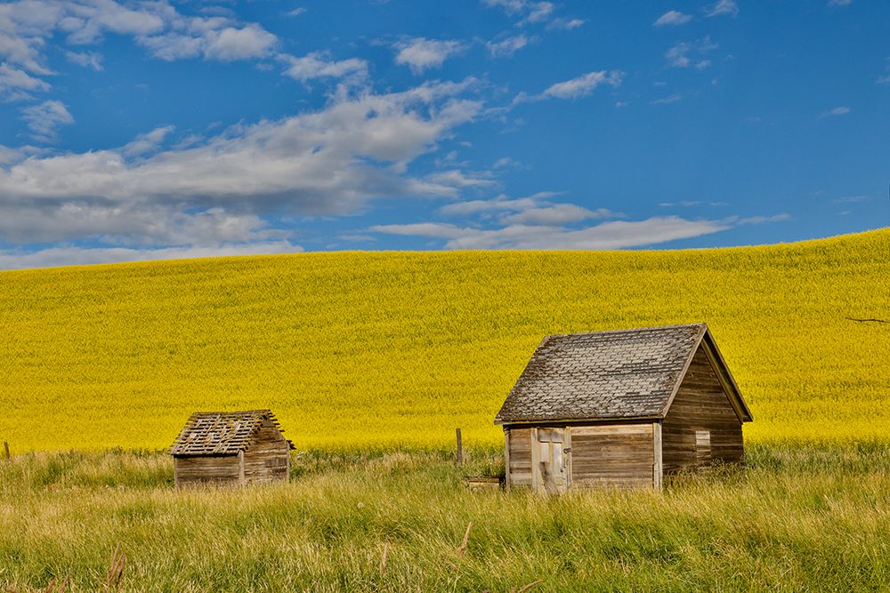 USA, Washington State, Palouse. Canola field and wooden shed art print by Darrell Gulin for $57.95 CAD
