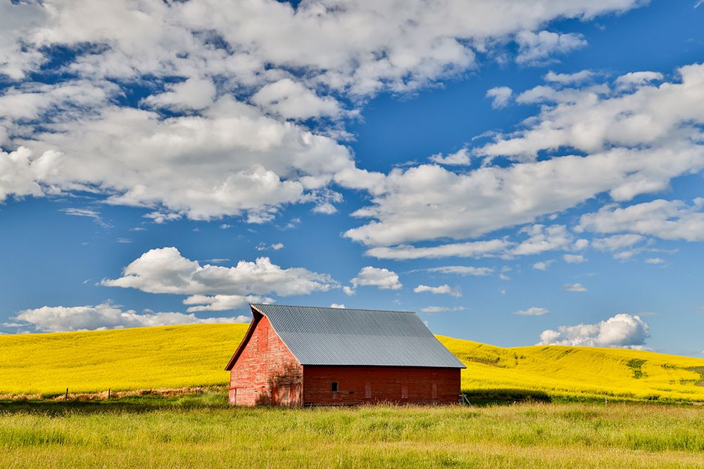 USA, Washington State, Palouse. Canola field and red barn art print by Darrell Gulin for $57.95 CAD