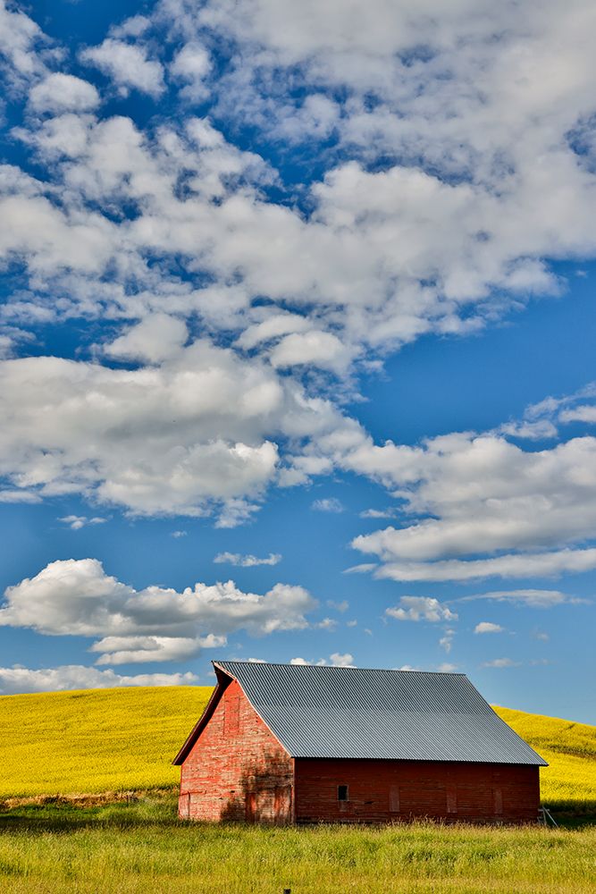 USA, Washington State, Palouse. Canola field and red barn art print by Darrell Gulin for $57.95 CAD
