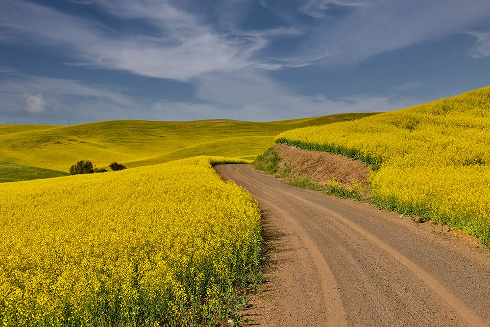 USA, Washington State, Palouse. Dirt road cutting through canola field art print by Darrell Gulin for $57.95 CAD