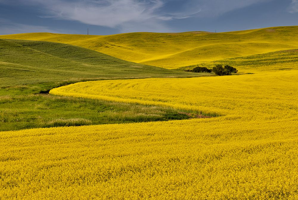 USA, Washington State, Palouse. Canola fields art print by Darrell Gulin for $57.95 CAD
