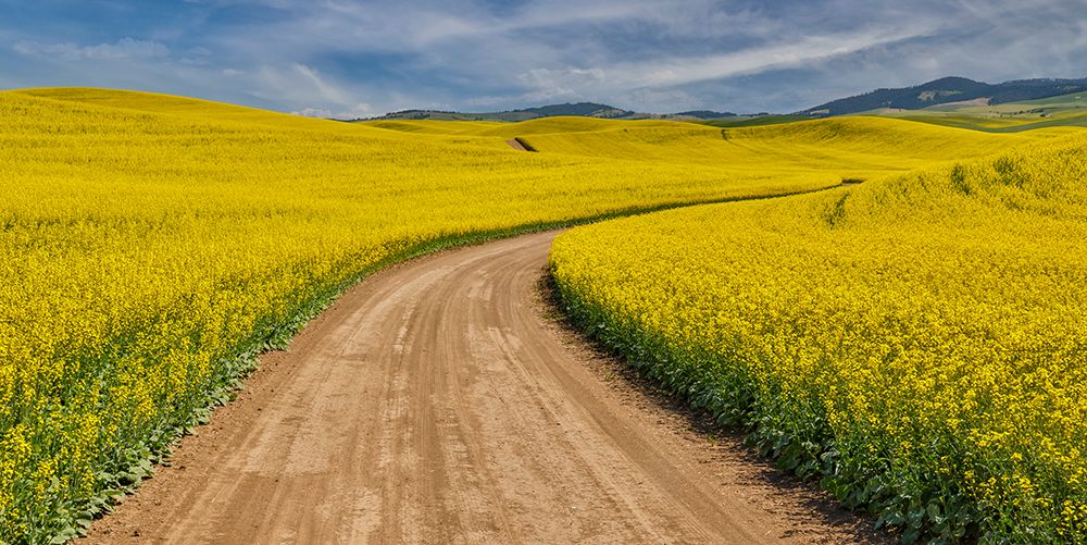 USA, Washington State, Palouse. Dirt road cutting through canola field art print by Darrell Gulin for $57.95 CAD