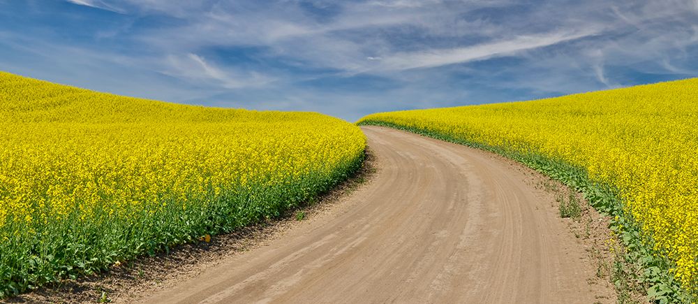 USA, Washington State, Palouse. Dirt road cutting through canola field art print by Darrell Gulin for $57.95 CAD