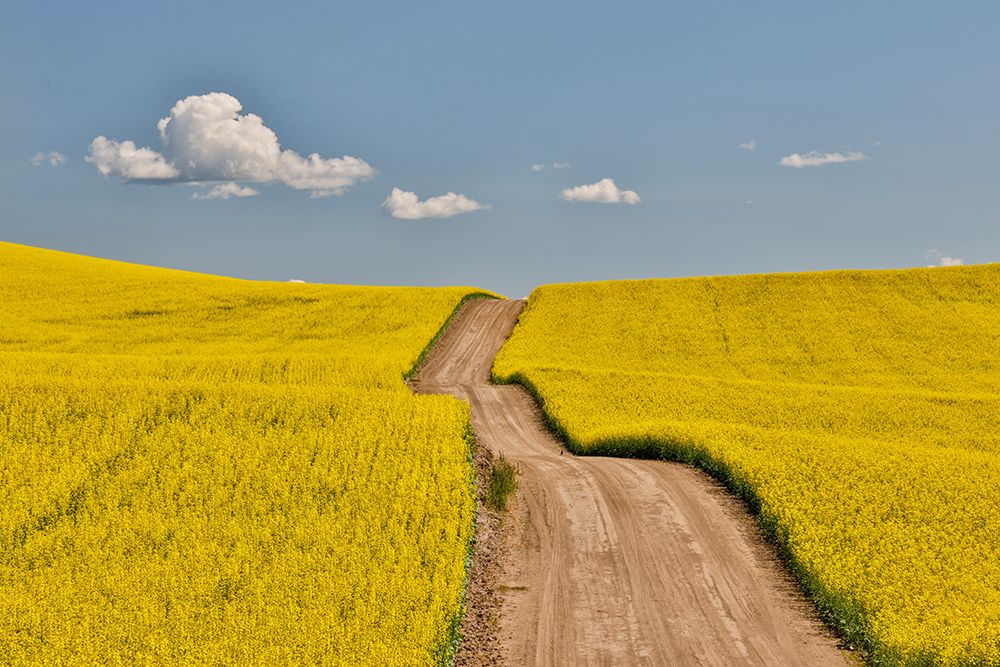 USA, Washington State, Palouse. Dirt road cutting through canola field art print by Darrell Gulin for $57.95 CAD