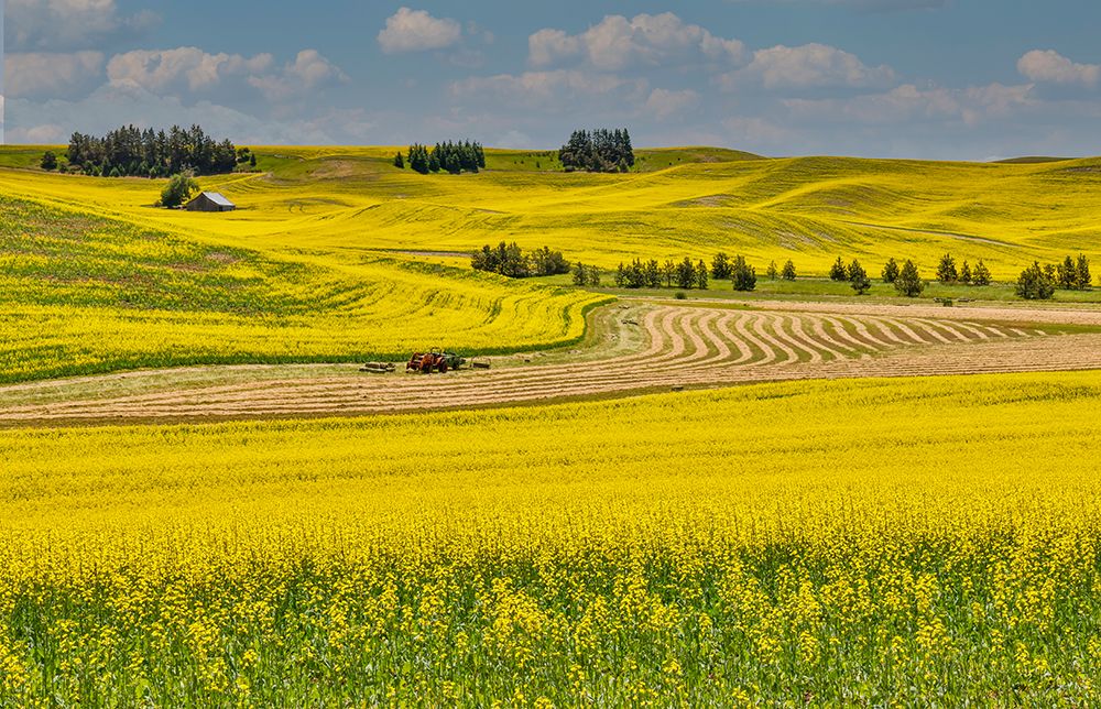 USA, Washington State, Palouse. Canola fields art print by Darrell Gulin for $57.95 CAD