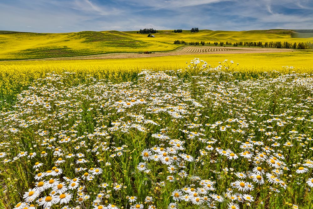 USA, Washington State, Palouse. Canola field and white daisies along side of road art print by Darrell Gulin for $57.95 CAD