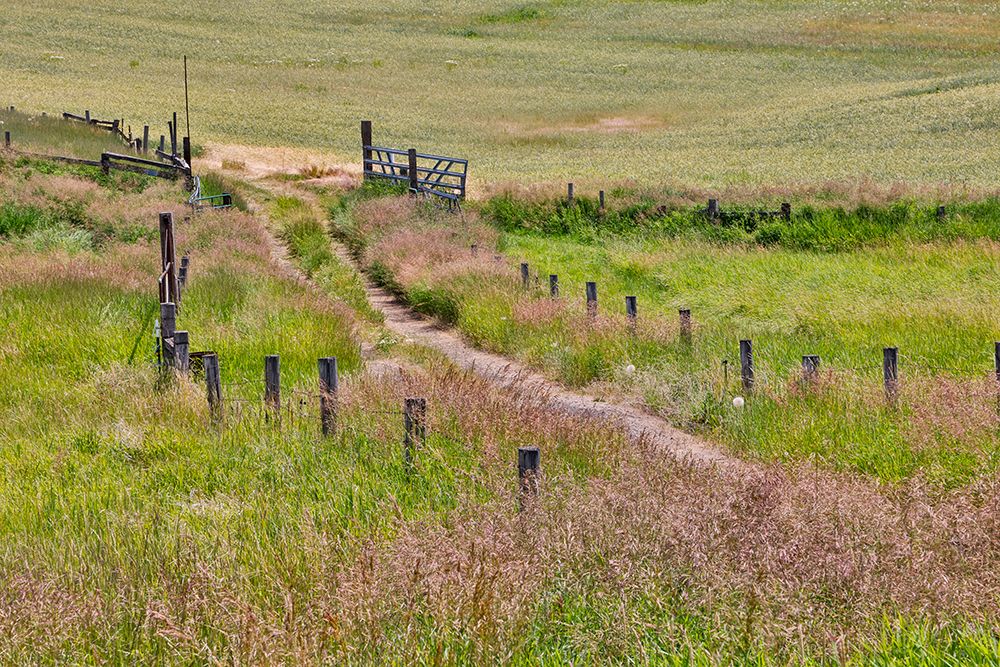 USA, Washington State, Palouse. Two lane dirt road surrounded by fence art print by Darrell Gulin for $57.95 CAD