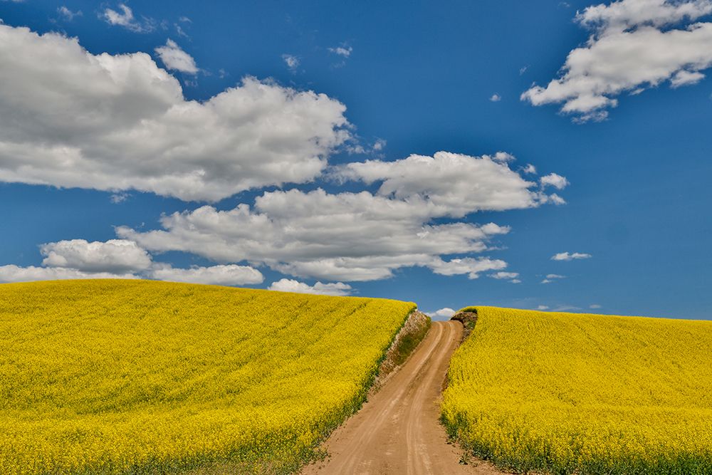 USA, Washington State, Palouse. Dirt road cutting through canola field art print by Darrell Gulin for $57.95 CAD