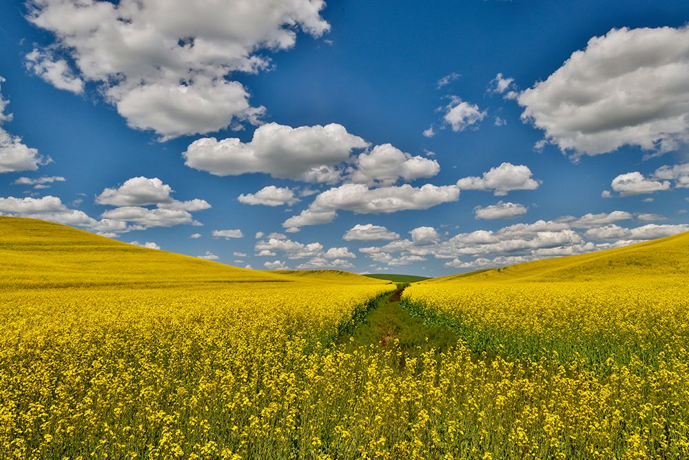 USA, Washington State, Palouse. Canola fields art print by Darrell Gulin for $57.95 CAD
