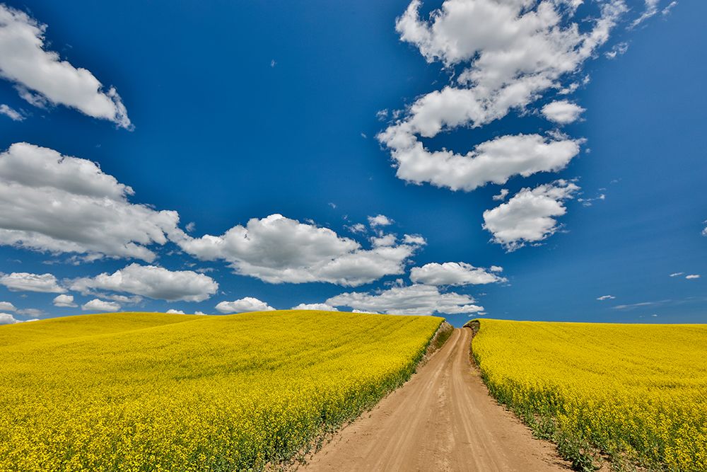 USA, Washington State, Palouse. Dirt road cutting through canola field art print by Darrell Gulin for $57.95 CAD
