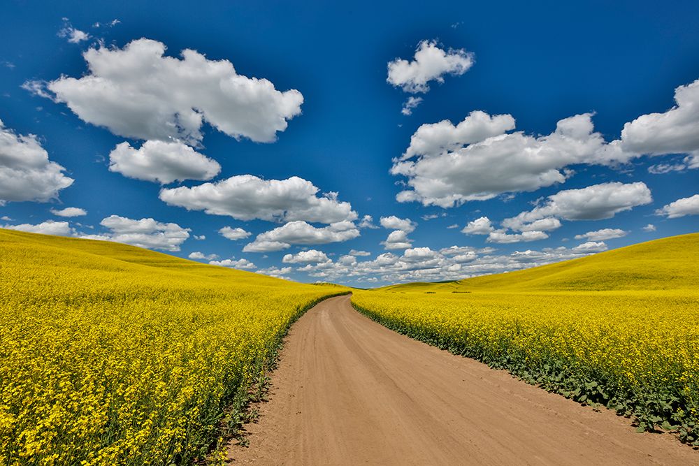 USA, Washington State, Palouse. Dirt road cutting through canola field art print by Darrell Gulin for $57.95 CAD