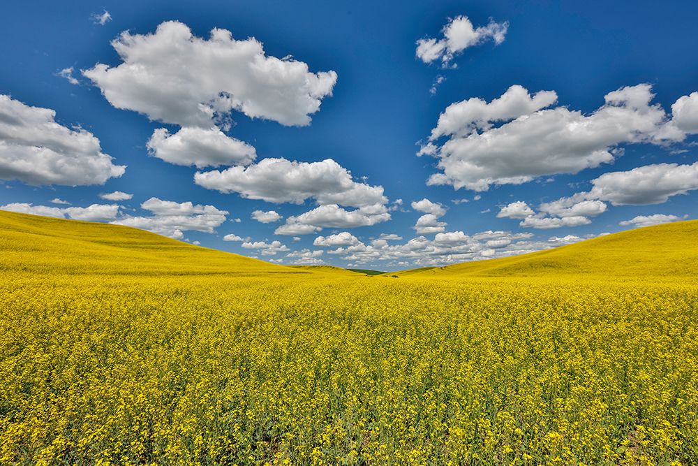 USA, Washington State, Palouse. Canola fields art print by Darrell Gulin for $57.95 CAD