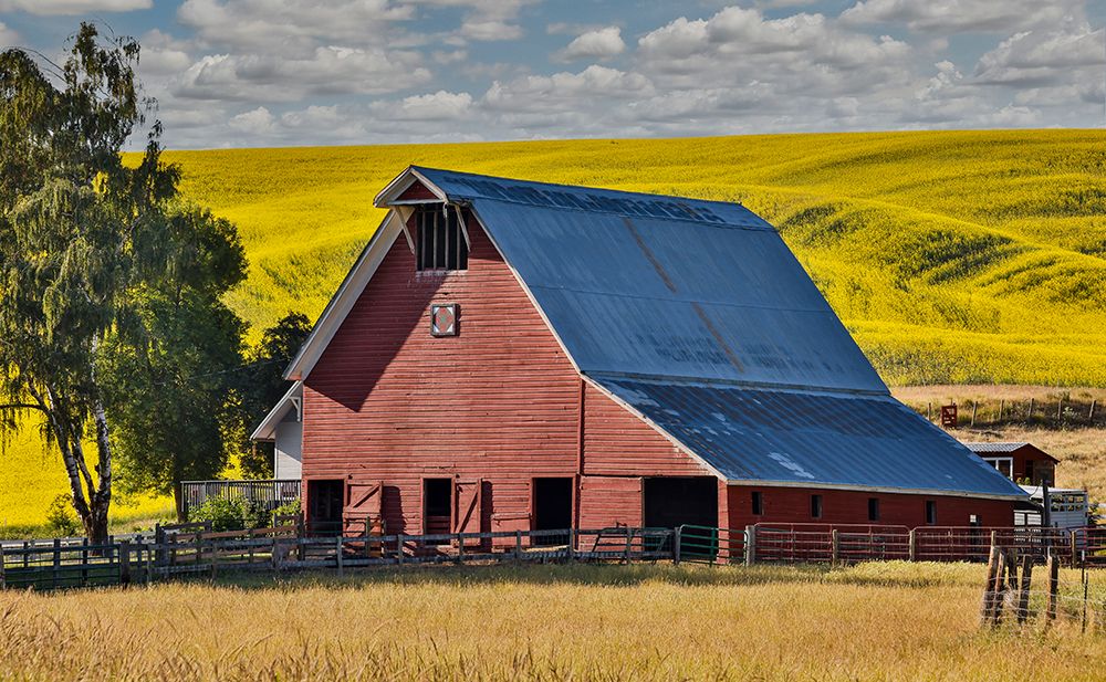 USA, Washington State, Palouse. Canola field and red barn art print by Darrell Gulin for $57.95 CAD