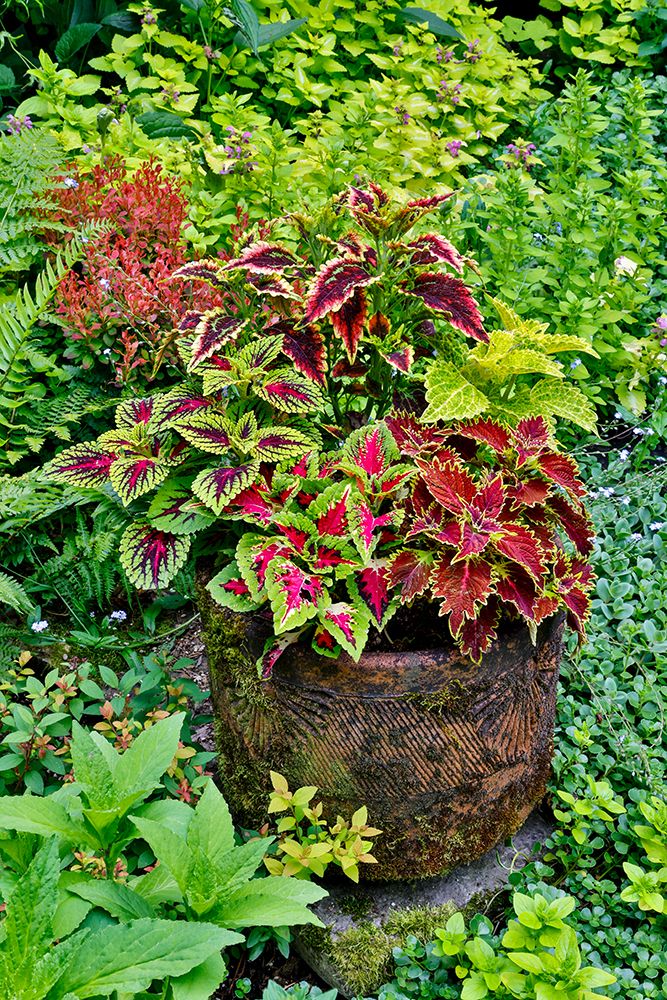 USA, Washington State, Sammamish. Coleus in planters in garden art print by Darrell Gulin for $57.95 CAD