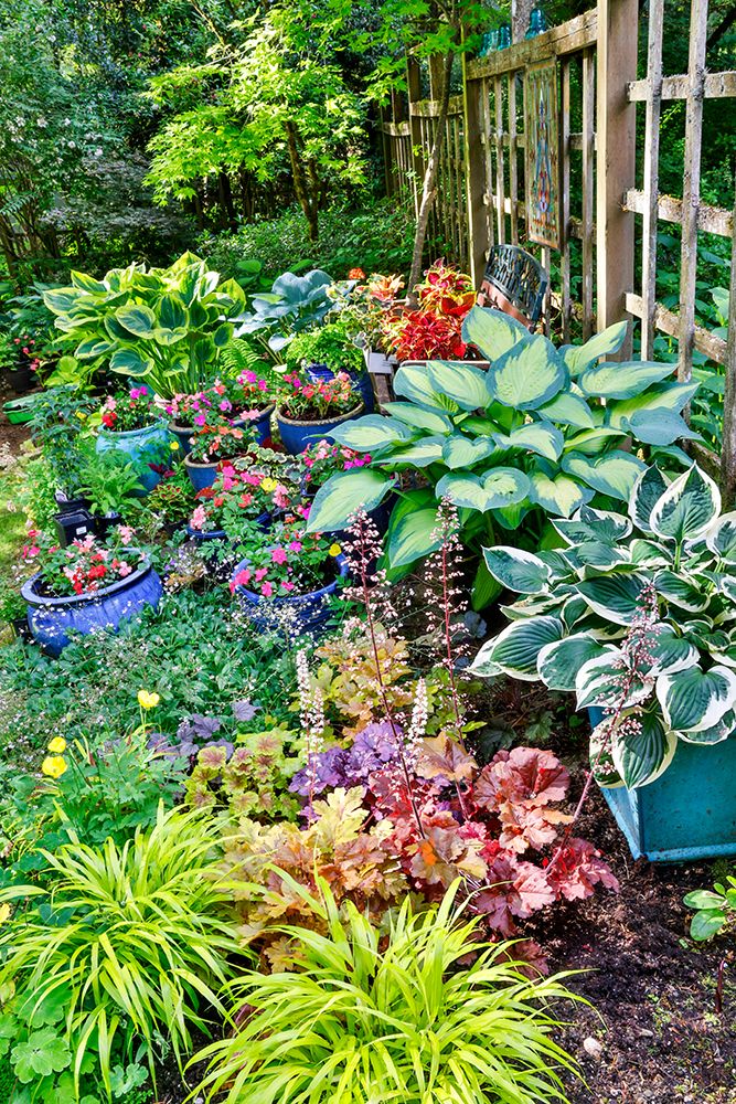 Sammamish, WA. Japanese grasses planted along with hosta, impatiens and Coralbells in garden art print by Darrell Gulin for $57.95 CAD
