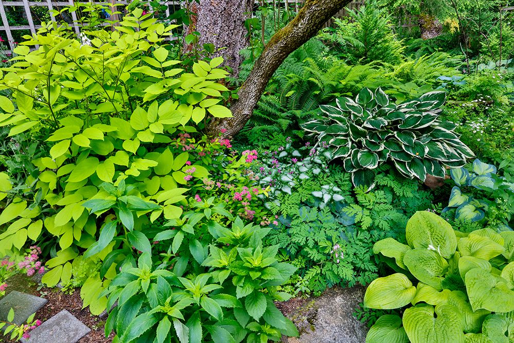 USA, Washington State, Sammamish. Hosta in shade garden art print by Darrell Gulin for $57.95 CAD