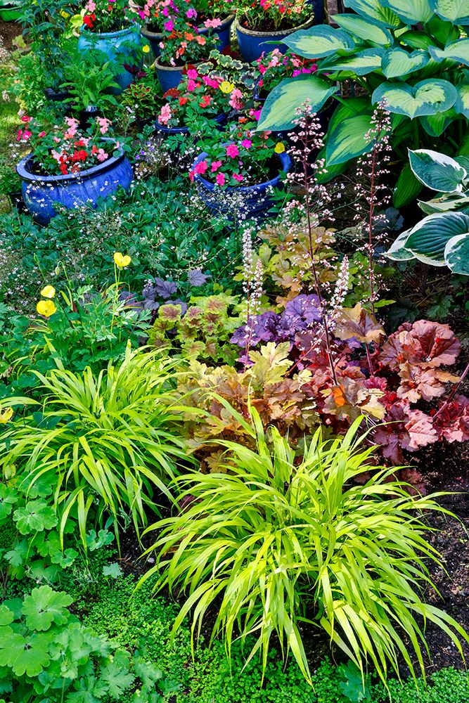 Sammamish, WA. Japanese grasses planted along with hosta, impatiens and Coralbells in garden art print by Darrell Gulin for $57.95 CAD