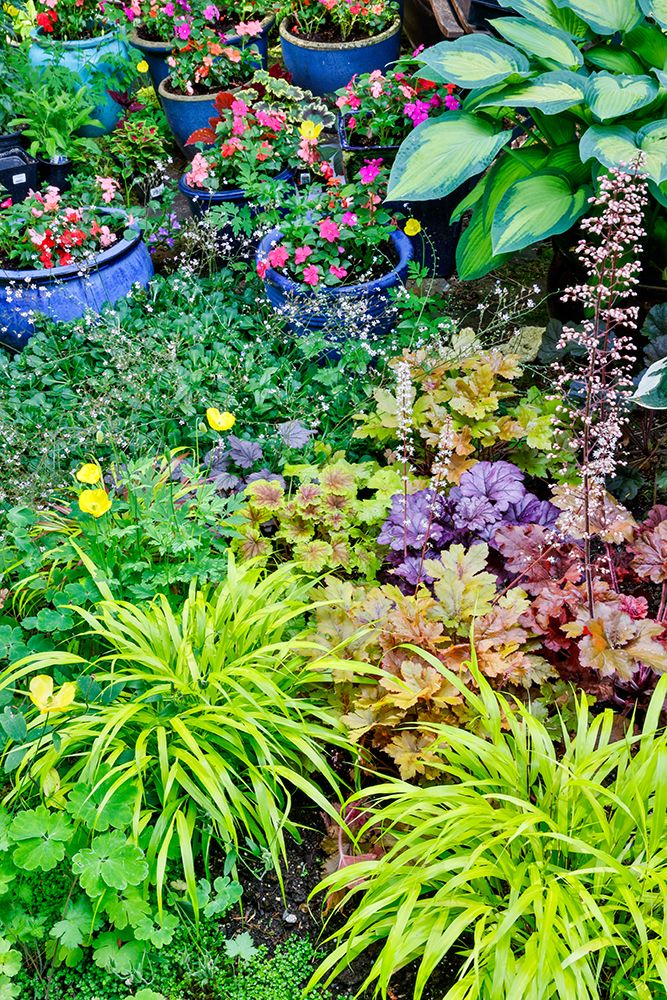 Sammamish, WA. Japanese grasses planted along with hosta, impatiens and Coralbells in garden art print by Darrell Gulin for $57.95 CAD