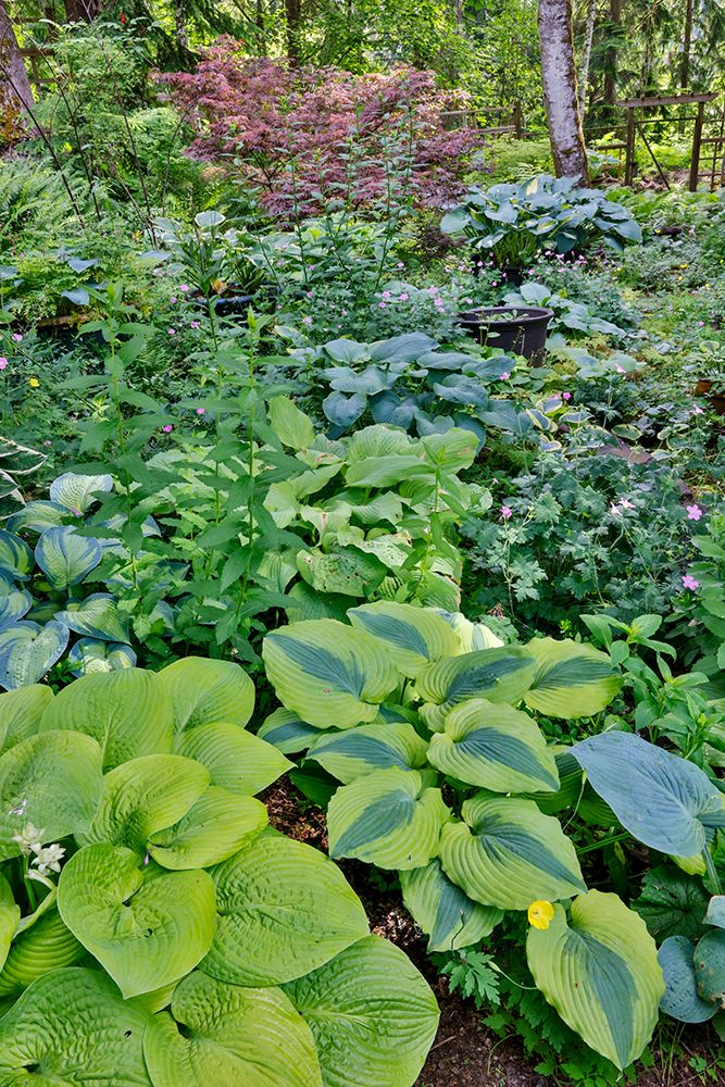 USA, Washington State, Sammamish. Growing hosta in garden art print by Darrell Gulin for $57.95 CAD