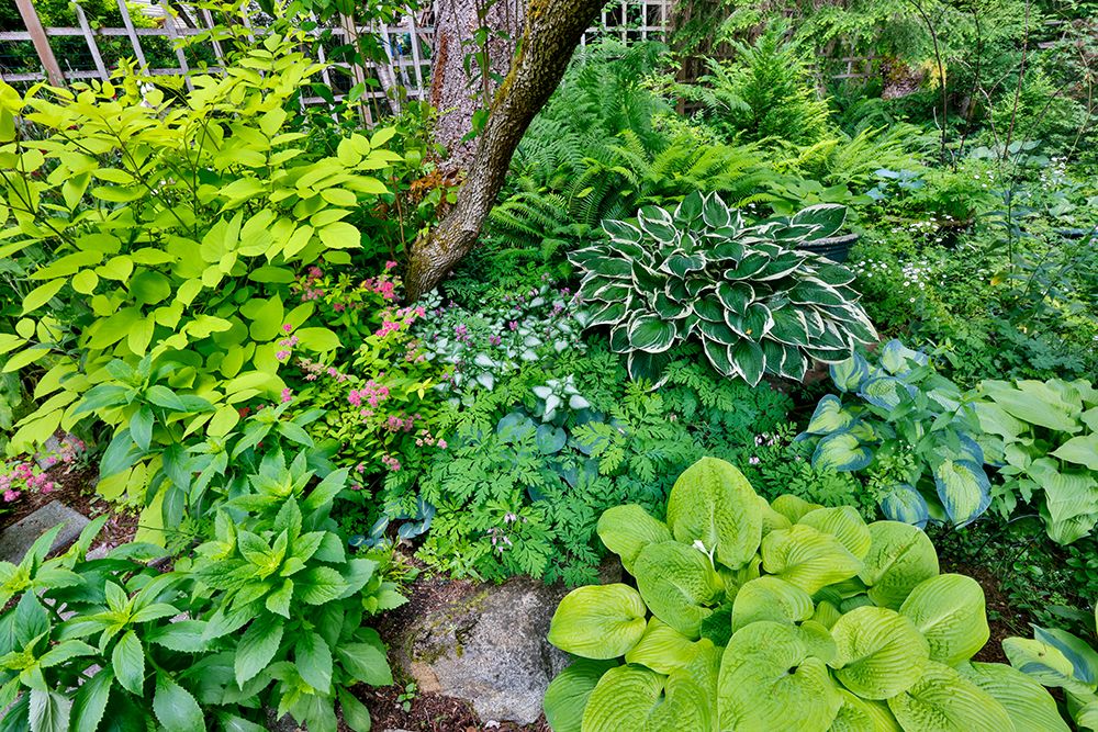 USA, Washington State, Sammamish. Growing hosta in garden art print by Darrell Gulin for $57.95 CAD