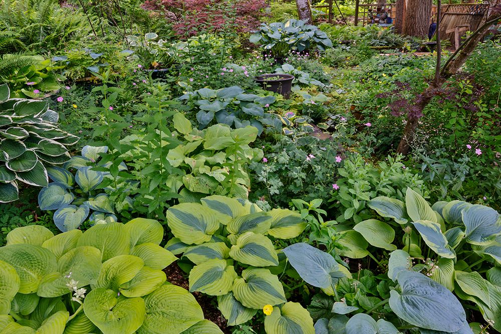 USA, Washington State, Sammamish. Growing hosta in garden art print by Darrell Gulin for $57.95 CAD
