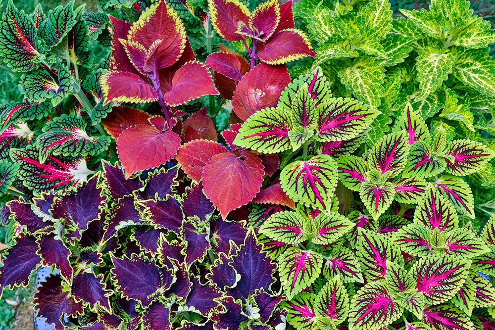 USA, Washington State, Sammamish. Coleus in planters in garden art print by Darrell Gulin for $57.95 CAD