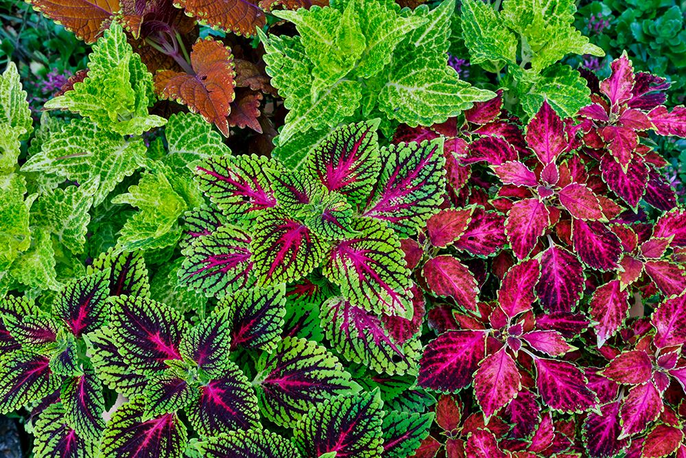 USA, Washington State, Sammamish. Coleus in planters in garden art print by Darrell Gulin for $57.95 CAD