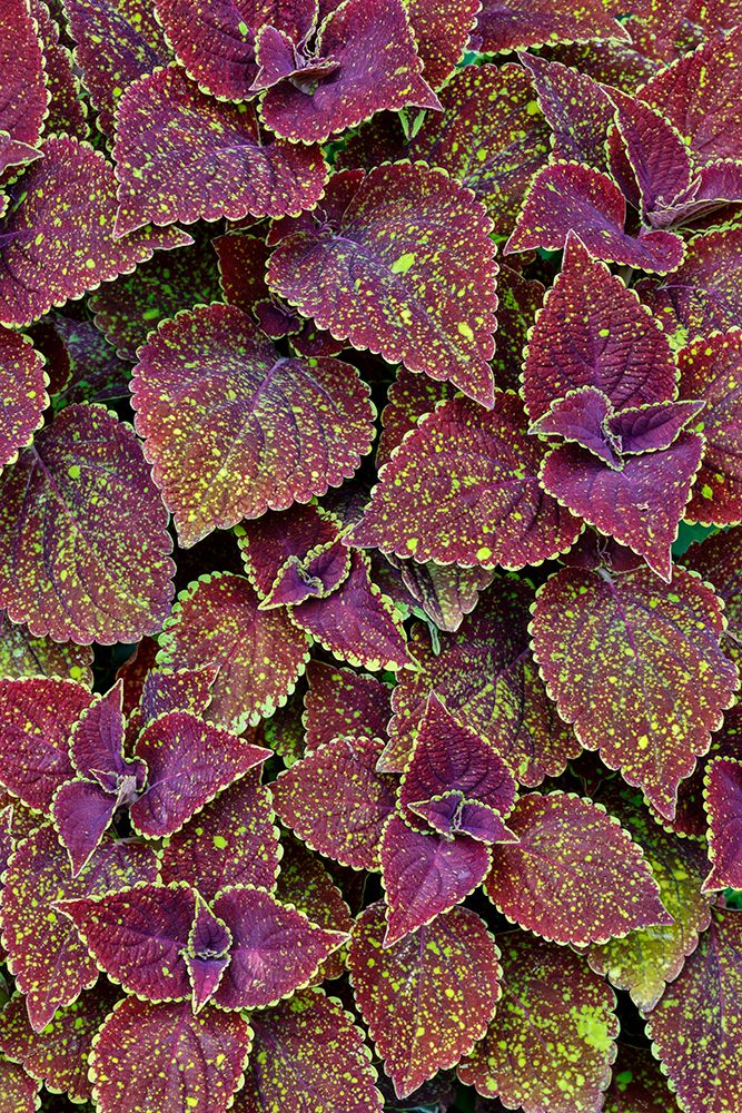 USA, Washington State, Sammamish. Coleus in planters in garden art print by Darrell Gulin for $57.95 CAD