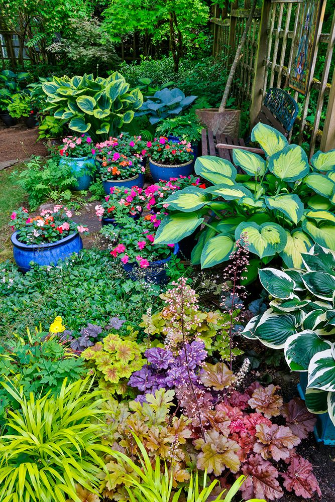 USA, Washington State, Sammamish. Garden with hosta and impatiens in late spring time bloom art print by Darrell Gulin for $57.95 CAD