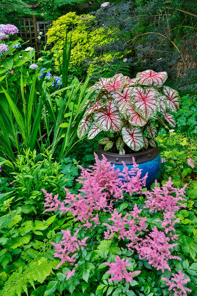 USA, Washington State, Sammamish. pink Astilbe and Caladium plants in garden art print by Darrell Gulin for $57.95 CAD